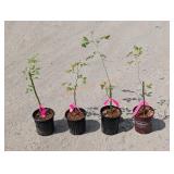 4- Red Blaze Rose (Climbers)