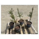 4- Scots Pine