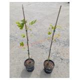 2- Tulip Trees