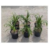 6- Happy Returns Daylily