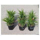 6- Stella d'Oro Daylily