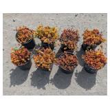 8- Sedum