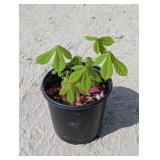 1- Chestnut Tree
