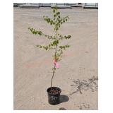 1- Birch Tree