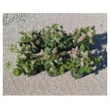 6- Tiarella Timbuktu