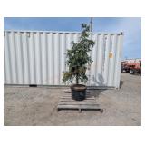 1- Weeping Blue Spruce