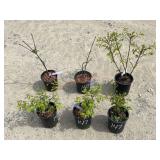 6- Dwarf Burning Bush