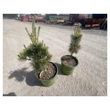 2- Western White Pine
