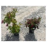 2- Florida Rumba Weigela