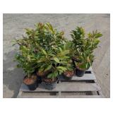 20- Compact English Laurel