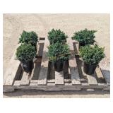6- Blue Star Juniper