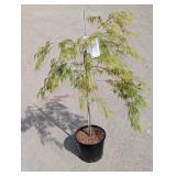 1- Green Lace Leaf Japanese Maple