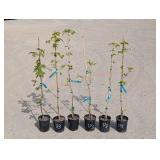 6- Chinese Dogwood