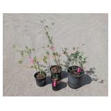 4- Butterfly Bush
