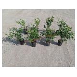 8- Miss Kim Dwarf Lilac