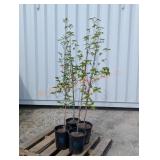 4- Chinese Dogwood