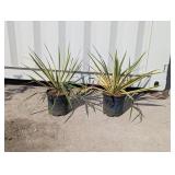 2-Bright Edge Yucca