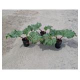 3- Rhubarb