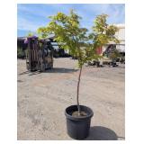 1- Coral Bark Japanese Maple