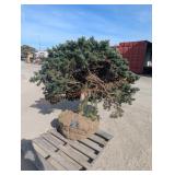 Blue Spruce - Bundled