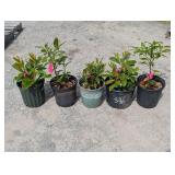 5- English Laurel
