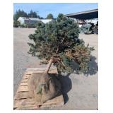 Blue Spruce - Bundled
