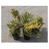 4- Emerald n Gold Winter Creeper