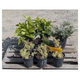 Assorted Lot- 4- Gold Dust Acuba, 6- Cool Splash