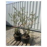 2- Bluecrop Blueberry
