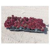 1- Flat of Coral Red Hens & Chicks