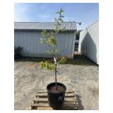 1- Combo Cherry Tree