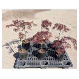 6- Crimson Queen Japanese Maple