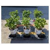 6- Summer Crush Hydrangea
