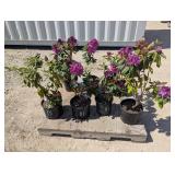 7- Lee's Dark Purple Rhododendron