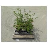 4- Yellow Twig Dogwood