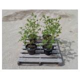 4- Yellow Twig Dogwood