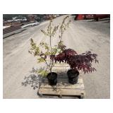 1- Red Oak & 1- Japanese Maple