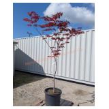 1- Bloodgood Japanese Maple