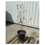 1- Combo Apple Tree