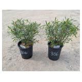 2- Arctic Blue Willow