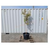 1- Coral Bark Japanese Maple