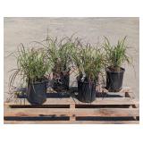 4- Little Miss Dwarf Maiden Grass