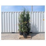3- Western Red Cedar