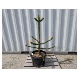 1- Monkey Puzzle Tree