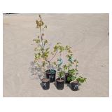 Assorted Tree Lot- 2- Hornbeam, 1- Red Oak, 1-