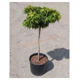 1- Japanese Maple