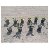 10- Assorted Hosta