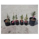 6- Shore Pine