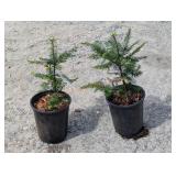 2- Grand Fir