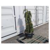 1- Weeping Giant Sequoia